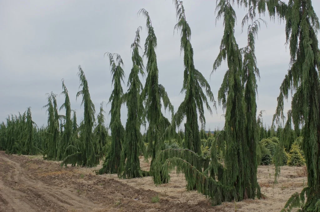 Кипарисовик нутканский Green Arrow Кипарисовик нутканский Green Arrow