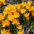 Крокус Крупноцветковый Yellow Mammouth