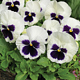 Виола крупноцветковая Дельта Вайт виз Блотч