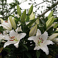 Лилия восточная Астериан Лилия восточная Астериан