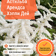 Астильба Арендса Хэппи Дей