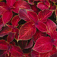 Колеус Джиант Эксибишен Рустик Ред