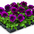 Петуния мультифлора Ура Вельвет