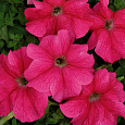 Петуния крупноцветковая Мистрал F1