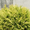 Туя западная Голден Глоб