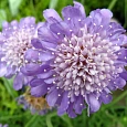 Скабиоза темно-пурпурная Ледяное сердце