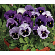 Виола крупноцветковая Колоссус Оушен