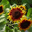 Подсолнечник однолетний Гулливер