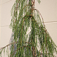 Кипарисовик лавсона Imbricata Pendula Кипарисовик лавсона Imbricata Pendula