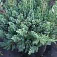 Можжевельник китайский San Jose