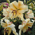 Лилия ОТ-гибрид Сантини Лилия ОТ-гибрид Сантини