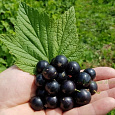 Смородина черная Мулатка Смородина черная Мулатка