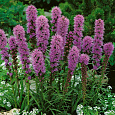 Лиатрис колосковый