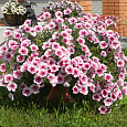 Петуния ампельная Опера Малиновые жилки