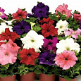Петуния грандифлора Браво Микс