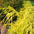 Кипарисовик горохоплодный Filifera Aurea Nana Кипарисовик горохоплодный Filifera Aurea Nana