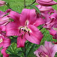 Лилия ОТ-гибрид Донато Лилия ОТ-гибрид Донато