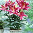 Лилия восточная горшечная Старлайт Экспресс Лилия восточная горшечная Старлайт Экспресс