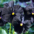 Виола (Фиалка, Анютины глазки) швейцарские гиганты Чёрный король
