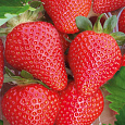 Земляника садовая Олимпия