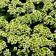 Алиссум Лимонад