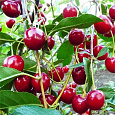 Вишня Уральская рубиновая Вишня Уральская рубиновая