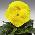 Виола крупноцветковая Селло Пьюр Еллоу