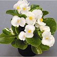 Бегония вечноцветущая зеленолистная Спринт Плюс Вайт