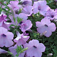 Петуния грандифлора Суперкаскад Лилак
