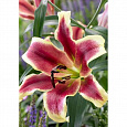 Лилия ОТ-гибрид Софи Лилия ОТ-гибрид Софи