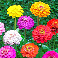 Цинния лиллипут Смесь окрасок