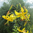 Лилия Citronella Лилия Citronella