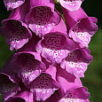 Наперстянка Далматин Роуз