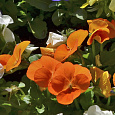 Анютины глазки Оранжевое солнышко