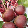 Свёкла столовая Креолка