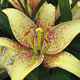 Лилия ЛА-гибрид Санкрест