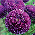 Астра Большая хризантема синяя