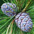 Сосна кедровая сибирская