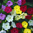 Мирабилис ялапа Смесь окрасок