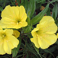 Энотера Крупноплодная