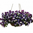 Виола ампельная Кул Вэйв Виолет Винг