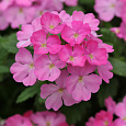 Вербена Кварц Пинк
