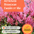 Астильба Японская Смайл эт Ми