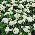 Агератум Алоха Вайт