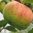 Яблоня Штрефлинг