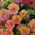 Калибрахоа Chameleon Double Pink Yellow