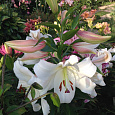 Лилия ОТ-гибрид Вилла Бланка