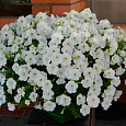Петуния ампельная Опера Вайт