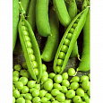 Горох овощной Адагумский