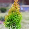 Туя западная Голден Анна